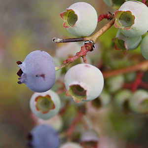 Blueberry